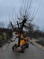 Oude perenbomen, Ophalen