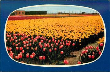 (300-030-039) Nederland Holland in bloementooi beschikbaar voor biedingen