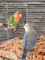 Vogel, Dieren en Toebehoren, Vogels | Parkieten en Papegaaien, Geslacht onbekend, Dwergpapegaai of Agapornis