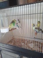 Te koop 6 bonte grasparkieten 1 koppel met 4 jongen, Meerdere dieren, Parkiet