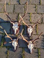 Prachtige Edelhert & Damhert schedels schild kleine prijsjes, Verzamelen, Dierenverzamelingen, Ophalen of Verzenden, Zo goed als nieuw