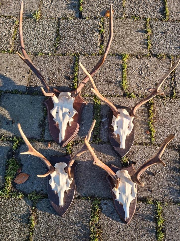 Prachtige Edelhert & Damhert schedels schild kleine prijsjes, Verzamelen, Dierenverzamelingen, Zo goed als nieuw, Schedel, Hert