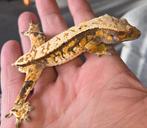 Te koop: Wimpergekko’s / Crested Geckos, Dieren en Toebehoren