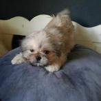 Vrolijke Boomer pups., Dieren en Toebehoren, Honden | Niet-rashonden, 8 tot 15 weken, CDV (hondenziekte), Meerdere, Meerdere dieren