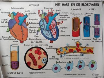 Medische poster Hart- en Vaatstelsel, alsmede Spijsvertering beschikbaar voor biedingen