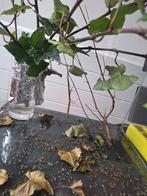 Wandelendetak met terrarium, Ophalen of Verzenden