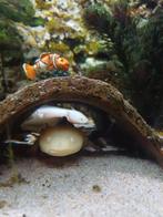 Aquarium met pomp en cooler, inclusief axolotls., Dieren en Toebehoren, Ophalen, Gebruikt, Gevuld zoetwateraquarium