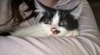 Maine Coon / Brits Korthaar, Dieren en Toebehoren, Katten en Kittens | Raskatten | Korthaar, Poes, Gechipt
