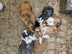 Konijnen met volière, Dieren en Toebehoren, Meerdere dieren, 0 tot 2 jaar