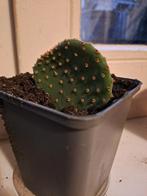 Schijfcactus opuntia microdadys, Ophalen, Cactus, Halfschaduw, Minder dan 100 cm