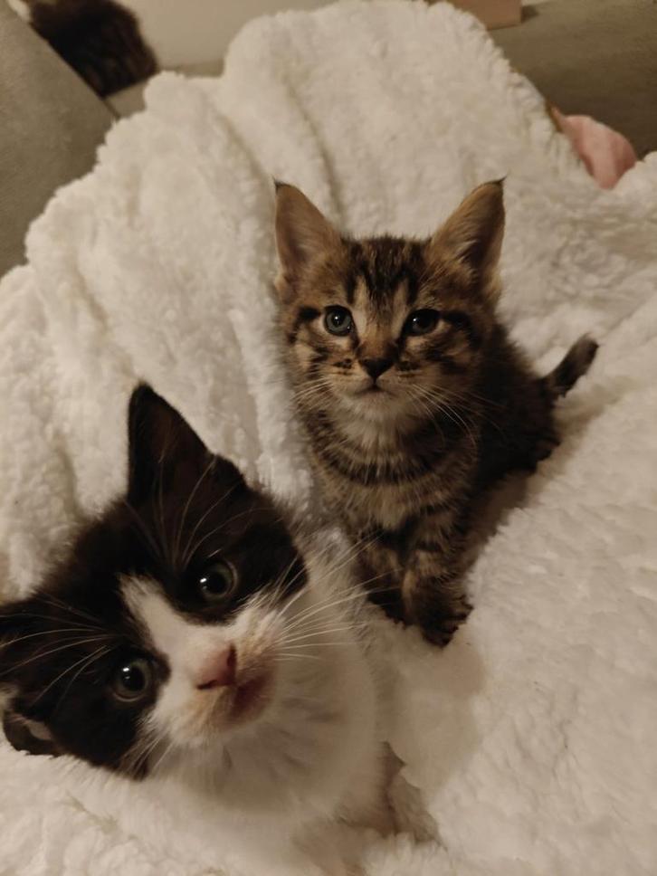 Kittens Maine Coonkruising Britsekorthaar LEES BESCHRIJVING!, Dieren en Toebehoren, Katten en Kittens | Raskatten | Langhaar, Meerdere dieren