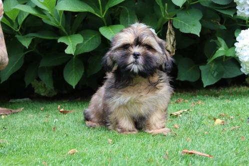 Prachtige boomer pups reutjes, Dieren en Toebehoren, Honden | Chihuahua's en Gezelschapshonden, Reu, Overige rassen, Fokker | Professioneel