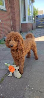 Dekreu Poedel voor Labradoodle, Cockapoo of Cocker Spaniel, Dieren en Toebehoren, Rabiës (hondsdolheid), Reu, Eén hond, 3 tot 5 jaar