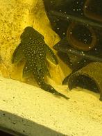 L128, Dieren en Toebehoren, Vissen | Aquariumvissen, Vis