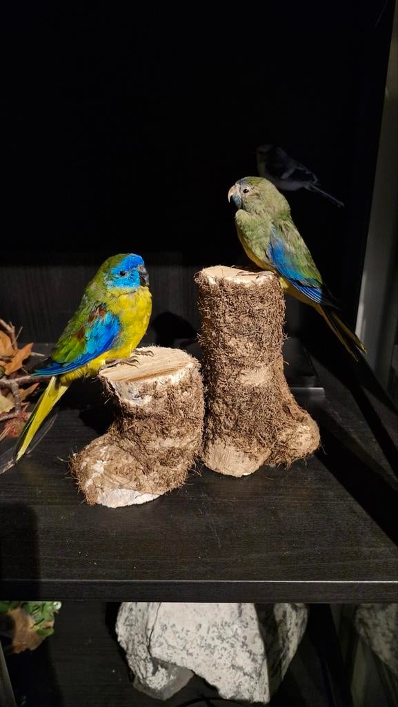 Opgezette Parkiet, Verzamelen, Dierenverzamelingen, Ophalen of Verzenden, Zo goed als nieuw, Vogel, Opgezet dier