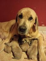 Kangal Güdúk mix Kangal Böz Gulegh pups, 8 tot 15 weken, Meerdere, Meerdere dieren, Herder