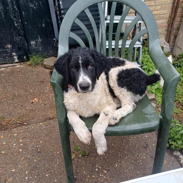 Wetterhûn pup 8-5-25 1 reutje Wetterhoun Stabij; Jelle., Dieren en Toebehoren, Honden | Retrievers, Spaniëls en Waterhonden, Reu