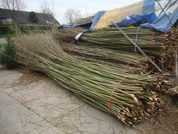 Wilgen. beschikbaar voor biedingen