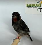 Antillendikbekje - Loxigilla noctis, Meerdere dieren, Tropenvogel, Geringd