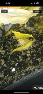 Gele garnalen, Dieren en Toebehoren, Vissen | Aquariumvissen, Kreeft, Krab of Garnaal, Zoetwatervis