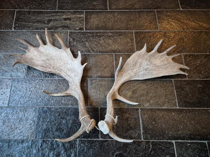 Set prachtige grote damhert gewei afwerp stangen jacht, Verzamelen, Dierenverzamelingen, Zo goed als nieuw, Gewei of Kop, Hert