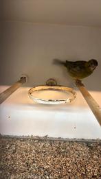 Kanarie (fife fancy) 2023, Dieren en Toebehoren, Mannelijk, Geringd