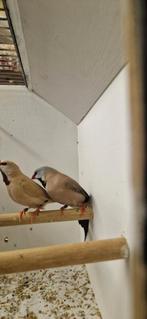 Koppel spitsstaarten, Dieren en Toebehoren, Vogels | Overige Vogels, Meerdere dieren, Geringd