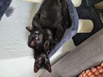 2 lieve aanhankelijke kittens ( mix british korthaar ), Dieren en Toebehoren, Katten en Kittens | Overige Katten, Meerdere dieren