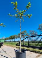 Dakplataan | Platanus Hispanica, Ophalen of Verzenden, 100 tot 250 cm, Dakboom, Volle zon