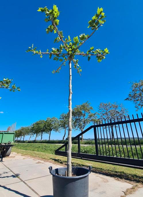 Dakplataan | Platanus Hispanica, Tuin en Terras, Planten | Bomen, Dakboom, 100 tot 250 cm, Volle zon, In pot, Ophalen of Verzenden