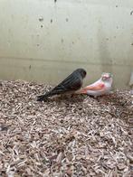 Mooi harlekijn koppel 2025 man gladkop pop kuif, Dieren en Toebehoren, Vogels | Kanaries, Meerdere dieren, Kleurkanarie