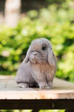 Knappe Isabella Ram, Dieren en Toebehoren, Mannelijk, Dwerg