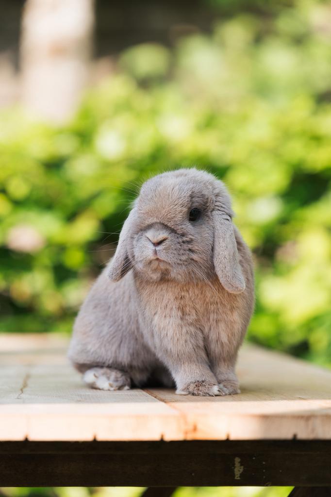 Knappe Isabella Ram, Dieren en Toebehoren, Konijnen, Dwerg, Mannelijk
