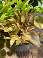 Cryptocoryne, Dieren en Toebehoren, Ophalen of Verzenden, Nieuw, Plant(en), Steen of Hout