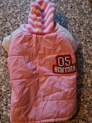 Leuk hondenjasje beschikbaar voor biedingen