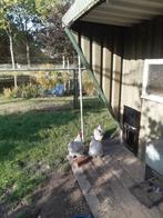 Tekoop broedeieren van de Corchin zilver grijs, Dieren en Toebehoren, Pluimvee, Geslacht onbekend, Kip