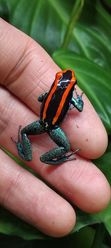 Phyllobates vittatus, knallende kleuren, prachtige bloedlijn, Dieren en Toebehoren, Reptielen en Amfibieën, Amfibie