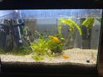 70 liter aquarium, Dieren en Toebehoren, Vissen | Aquaria en Toebehoren, Ophalen, Leeg aquarium