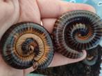 Telodeinopus assiensis millipede, Dieren en Toebehoren