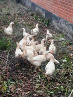 Scharrel vleeskuikens 15 weken oud, Meerdere dieren, Kip