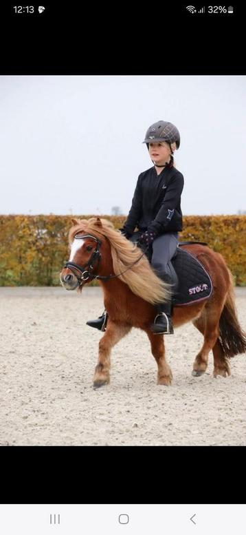 Super Lieve kinderpony beschikbaar voor biedingen