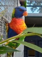 Lori van de Blauwe Bergen, Dieren en Toebehoren, Vrouwelijk, Papegaai, Geringd