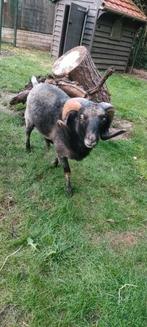 Ouessant ram 15 maanden, Dieren en Toebehoren, Mannelijk, Schaap, 0 tot 2 jaar