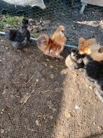 Zijdehoenderkriel, Vrouwelijk, Kip