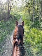 Bijrijd paard gezocht/ervaren bijrijder aangeboden., Dieren en Toebehoren, Paarden en Pony's | Verzorgingsproducten, Ophalen of Verzenden