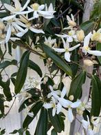 Clematis ARMANDII groenblijvend NU van € 29,95 voor € 24,95, Ophalen, Volle zon, Vaste plant, Klimplanten