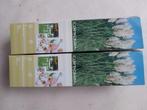 Pampasgras Cortaderia wit planten ruim 50 cm hoog nw, Ophalen of Verzenden, Vaste plant, Overige soorten, Volle zon