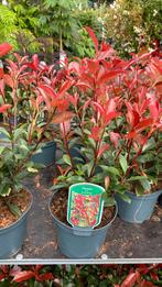 Photinia 'Carre Rouge' - Glansmispel, Ophalen, Overige soorten, Struik, Minder dan 100 cm