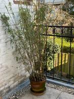 GRATIS bamboe plant in pot, Tuin en Terras, Planten | Bomen, In pot, Zomer, Ophalen of Verzenden