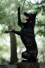 Hollandse herder teef, 1 tot 2 jaar, Teef, Eén hond, Herder